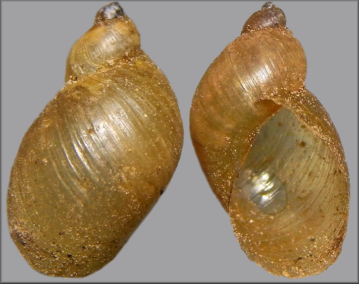 Novisuccinea ovalis (Say, 1817) Oval Ambersnail