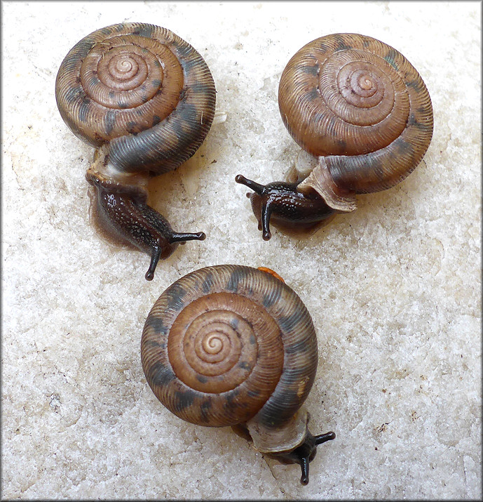 Daedalochila auriculata (Say, 1818) On Evergreen Avenue In Duval County, Florida