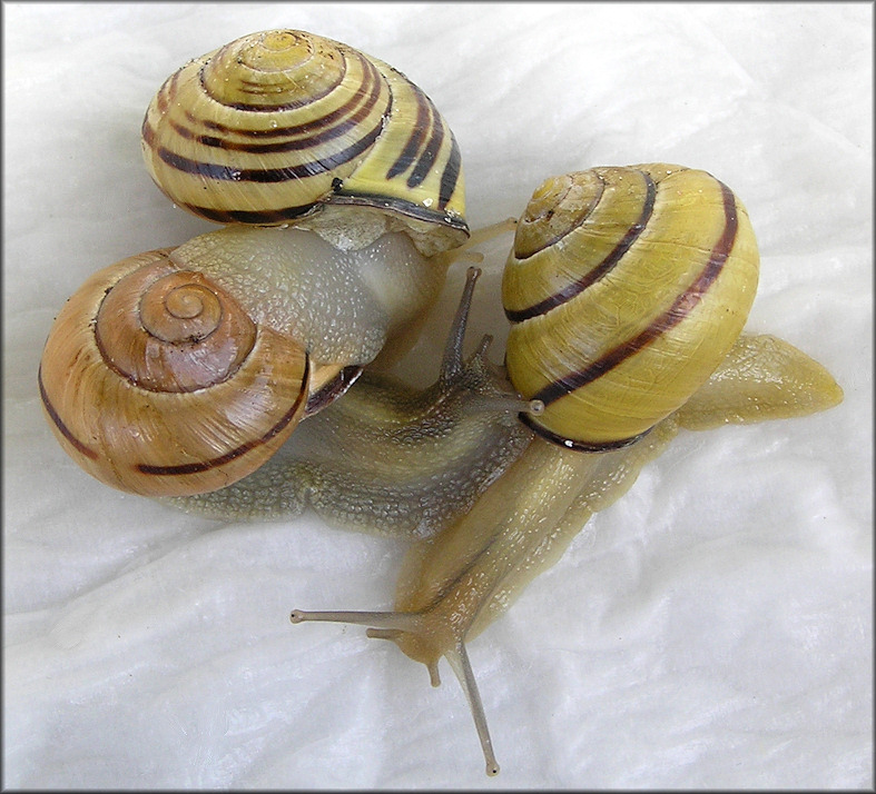 Cepaea nemoralis (Linnaeus, 1758) Grovesnail