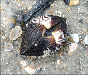 Noetia ponderosa (Say, 1822) Ponderous Ark