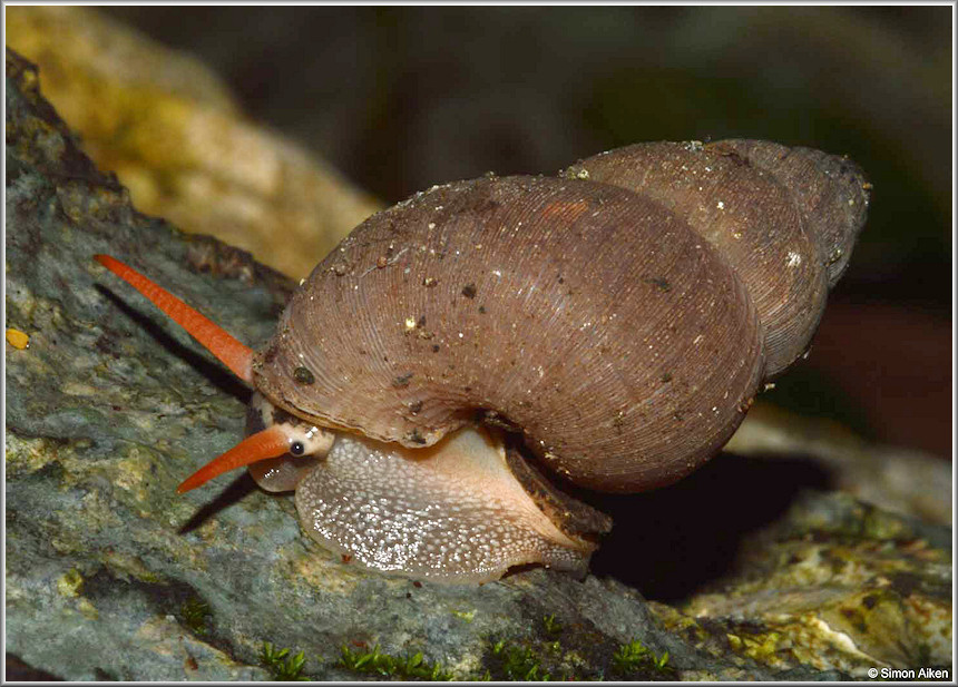 Chondropomium nobile (L. Pfeiffer, 1852)