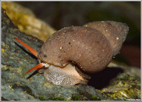 Chondropomium nobile (L. Pfeiffer, 1852)