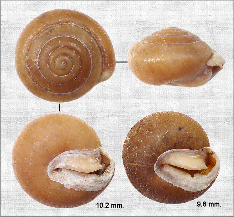 Stenotrema stenotrema (L. Pfeiffer, 1842) Inland Slitmouth