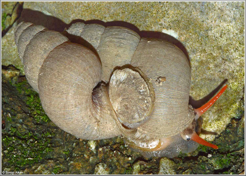 Chondropomium nobile (L. Pfeiffer, 1852) Mating