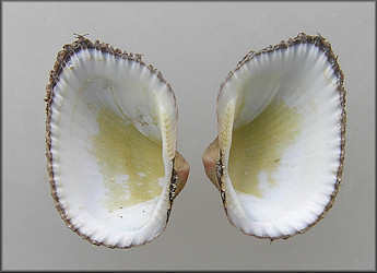 Noetia ponderosa (Say, 1822) Ponderous Ark Juvenile