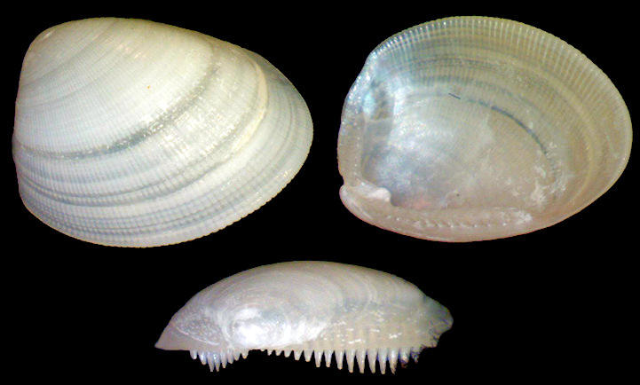 Nucula proxima Say, 1822 Atlantic Nutclam