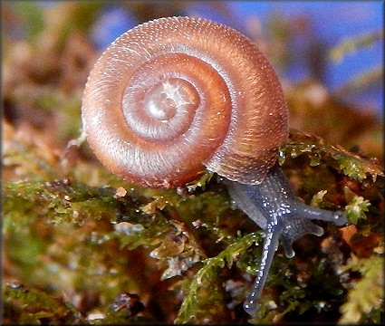 Triodopsis tennesseensis (Walker and Pilsbry, 1902) Budded Threetooth 