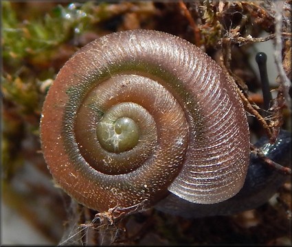 Triodopsis tennesseensis (Walker and Pilsbry, 1902) Budded Threetooth 