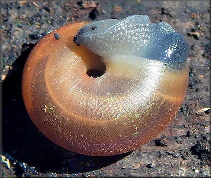 Triodopsis tennesseensis (Walker and Pilsbry, 1902) Budded Threetooth 