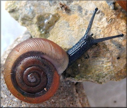 Triodopsis tennesseensis (Walker and Pilsbry, 1902) Budded Threetooth 