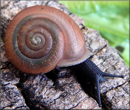 Triodopsis tennesseensis (Walker and Pilsbry, 1902) Budded Threetooth