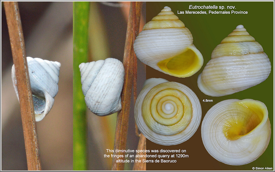 Eutrochatella species (apparent undescribed species)