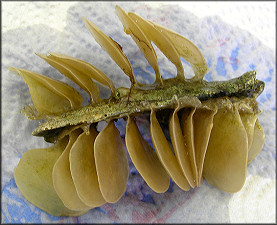 Melongena corona Egg Capsules - Freshly Deposited
