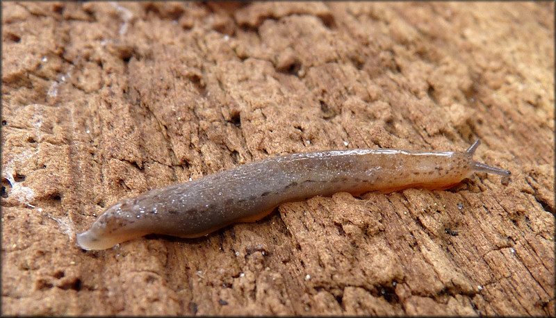 Philomycus carolinianus (Bosc, 1802) Carolina Mantleslug