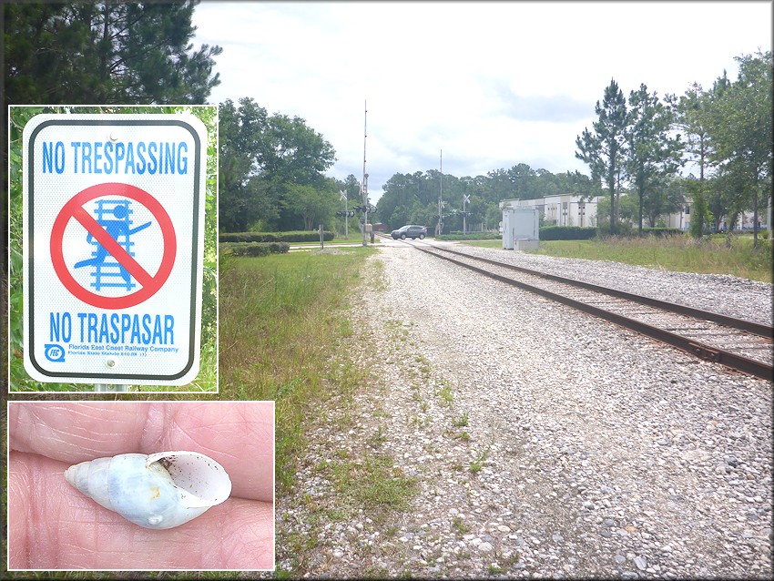 Bulimulus sporadicus At Florida East Coast Railroad Crossing On Flagler Center Boulevard