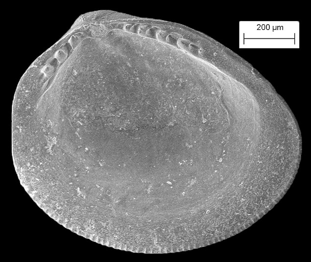 Nucula calcicola  Moore, 1977 Reef Nutclam