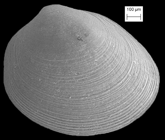 Nucula calcicola  Moore, 1977 Reef Nutclam