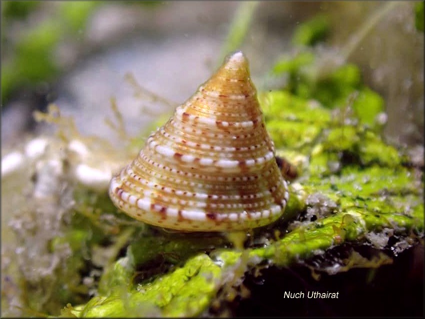 Calliostoma pulchrum (C. B. Adams, 1850) Beautiful Topsnail