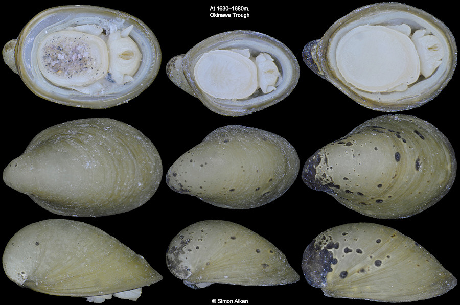 Lepetodrilus nux (Okutani, Fujikura, and Sasaki, 1993)