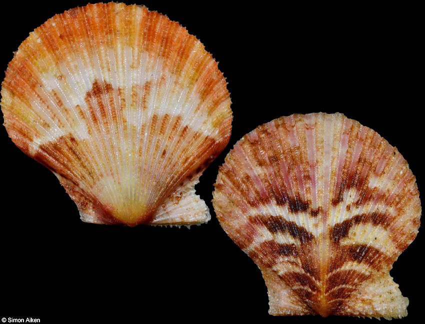 Cryptopecten nux (Reeve, 1853)