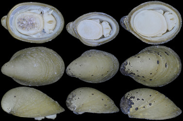 Lepetodrilus nux (Okutani, Fujikura, and Sasaki, 1993)