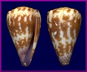 Conus nux Broderip, 1833