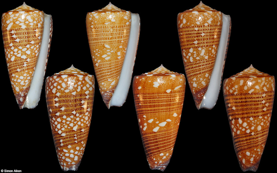 Conus nobilis victor Broderip, 1842