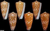 Conus nobilis victor Broderip, 1842