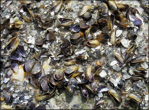 Brachidontes exustus (Linnaeus, 1758) Scorched Mussel In Situ