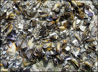 Brachidontes exustus (Linnaeus, 1758) Scorched Mussel In Situ