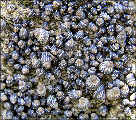 Echinolittorina placida Reid, 2009 Interrupted Periwinkle