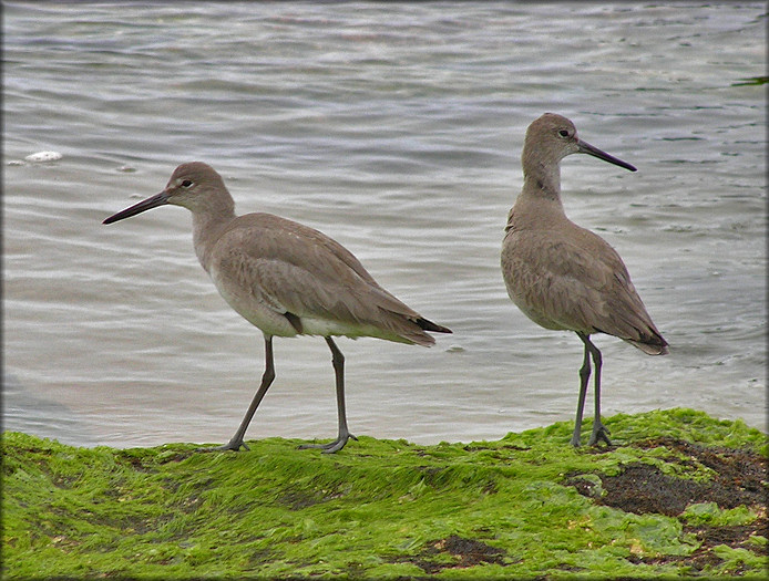 Catoptrophorus semipalmatus semipalmatus Willet