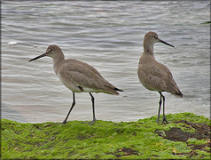 Catoptrophorus semipalmatus semipalmatus Willet