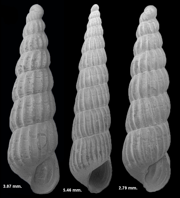 Turbonilla (Strioturbonilla) obeliscus C. B. Adams, 1850