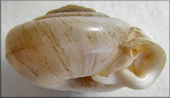 Daedalochila uvulifera (Shuttleworth, 1852