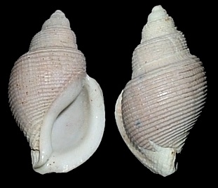 Eucorys barbouri (Clench and Aguayo, 1939)