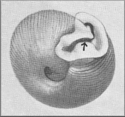 Polygyra postelliana subclausa Pilsbry, 1899  Lectotype (?Holotype) ANSP 57082a