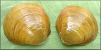 Obovaria subrotunda (Rafinesque, 1820) Round Hickorynut