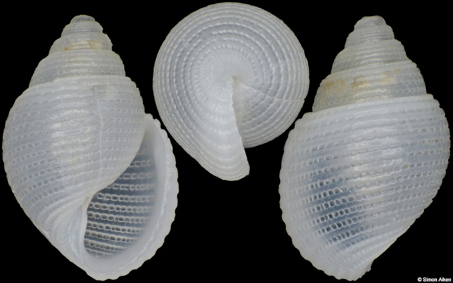 Obrussena bracteata (Iredale, 1925)