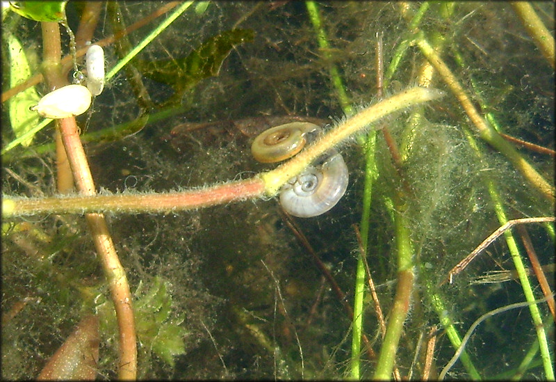 Biomphalaria obstructa (Morelet, 1849) Obstructed Planorb In Situ