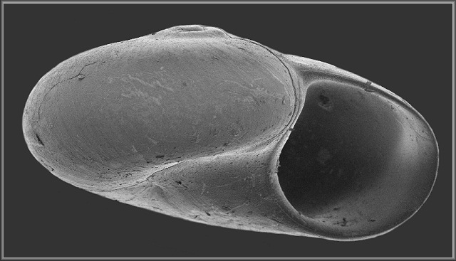 Teinostoma biscaynense Pilsbry and McGinty, 1945 Biscayne Vitrinella