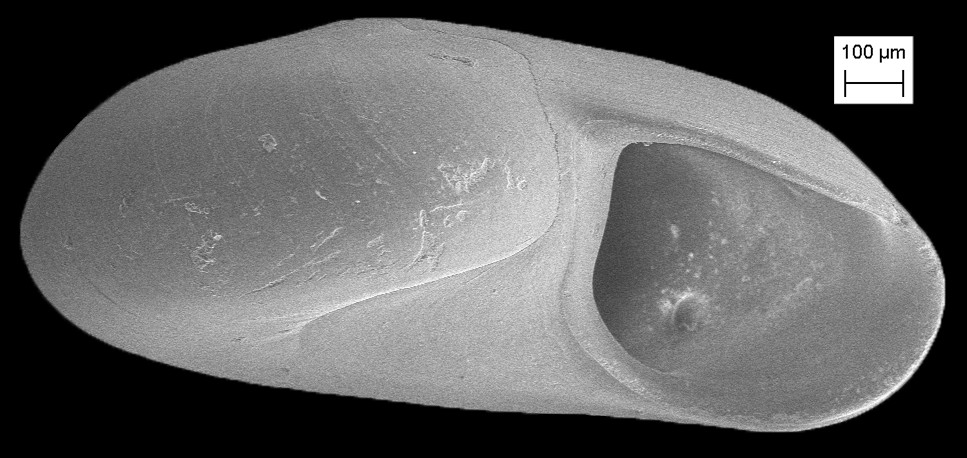 Teinostoma obtectum Pilsbry and McGinty, 1945 Glossy Vitrinella