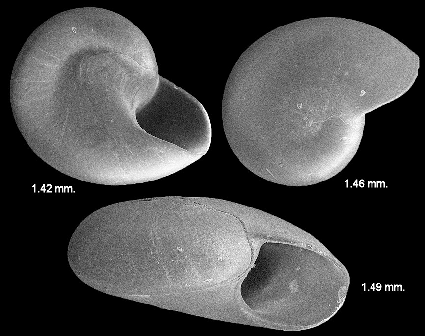 Teinostoma obtectum Pilsbry and McGinty, 1945 Glossy Vitrinella