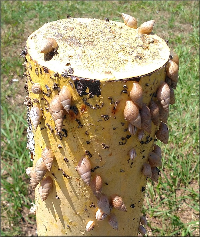 Bulimulus sporadicus From Metal Fabrication Facility In Ocala, Marion County, Florida