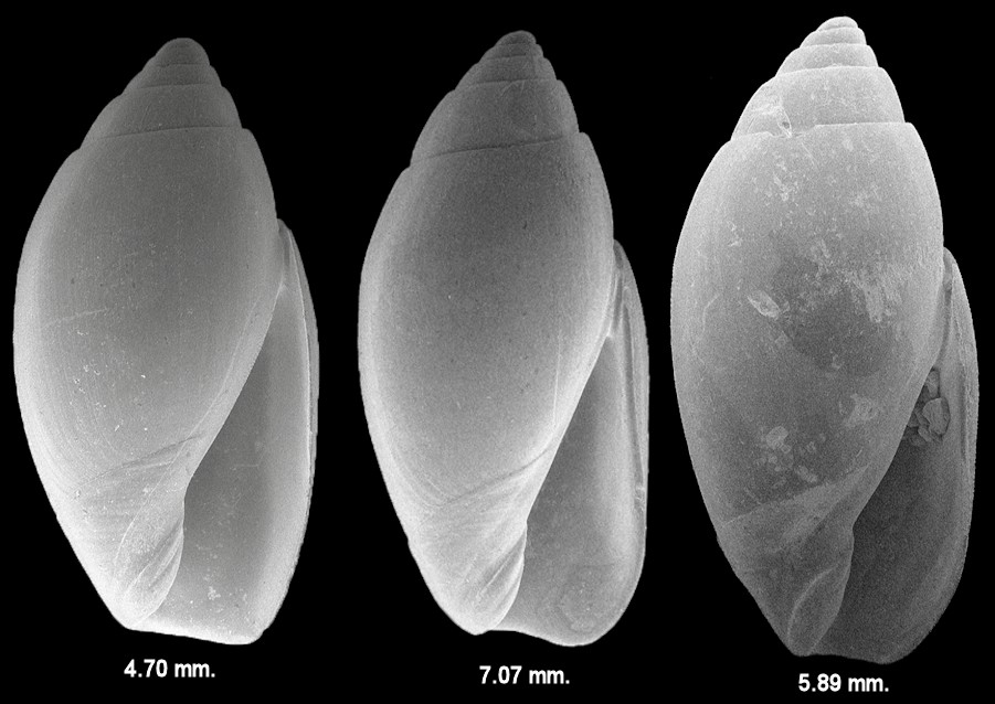 Jaspidella ochlockoneensis (Mansfield, 1935)