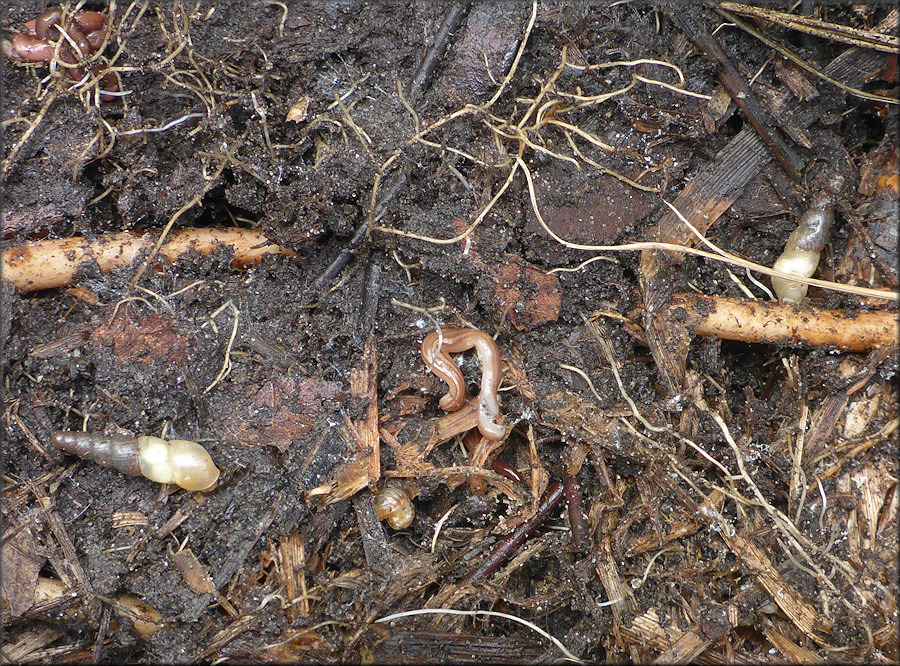 Subulina octona (Bruguire, 1792) Miniature Awlsnail In Situ