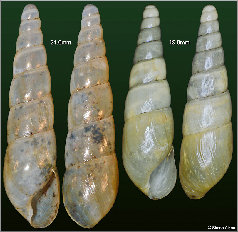 Subulina octona (Bruguire, 1792)