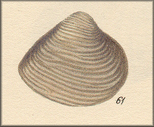 Meretrix lyrata (G. B. Sowerby II, 1851) Type Figure