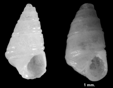 Eulimastoma didymum (Verrill and Bush, 1900)