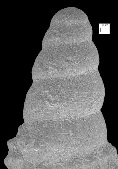 Cerithiopsis maisana Olsson and Harbison, 1953 Fossil